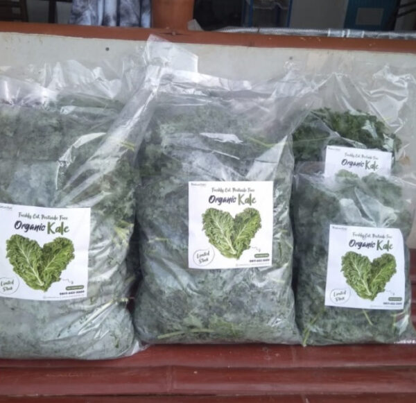 Sayur Kale Organik - Image 3