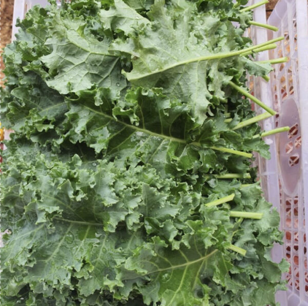 Fresh Kale
